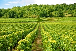Vignes de Wallonie